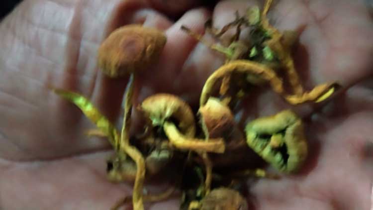 ലഹരി കൂണുമായി യുവാക്കൾ പിടിയിൽ