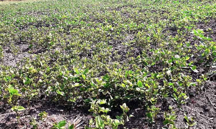 ഏലാകളിൽ പയർകൃഷി നാശത്തിലേക്ക്