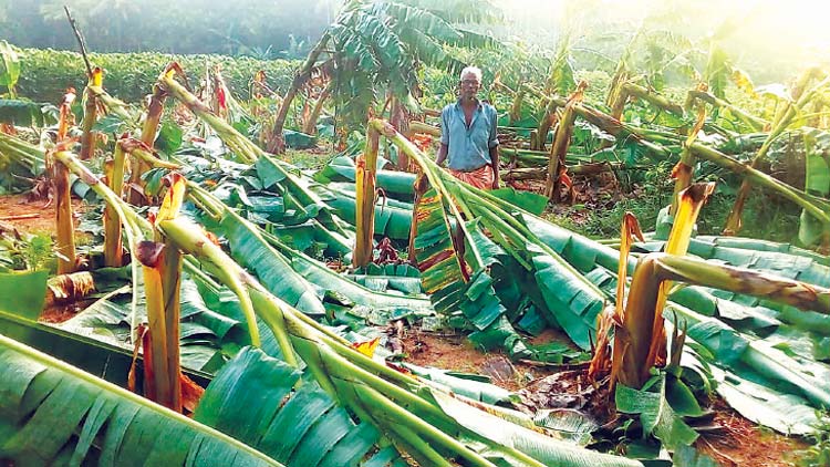 വേ​ന​ല്‍മ​ഴ ശ​ക്തം; കാ​ർ​ഷി​ക​മേ​ഖ​ല​ക്ക്​ തി​രി​ച്ച​ടി