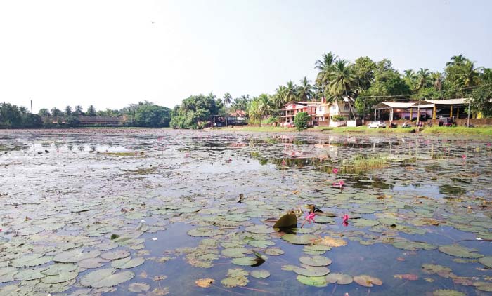 മാലിന്യം നീക്കും; ചിറക്കൽ ചിറക്ക് ശാപമോക്ഷം