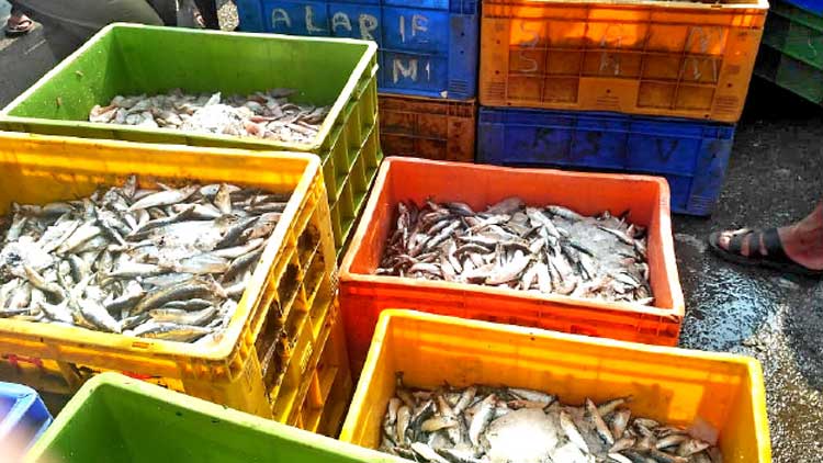 ഫോർമലിൻ കലർന്ന മത്സ്യം: തല​േശ്ശരിയിൽ അ​ഞ്ച് ക്വി​ൻ​റ​ൽ മത്സ്യം പിടിച്ചെടുത്ത് നശിപ്പിച്ചു