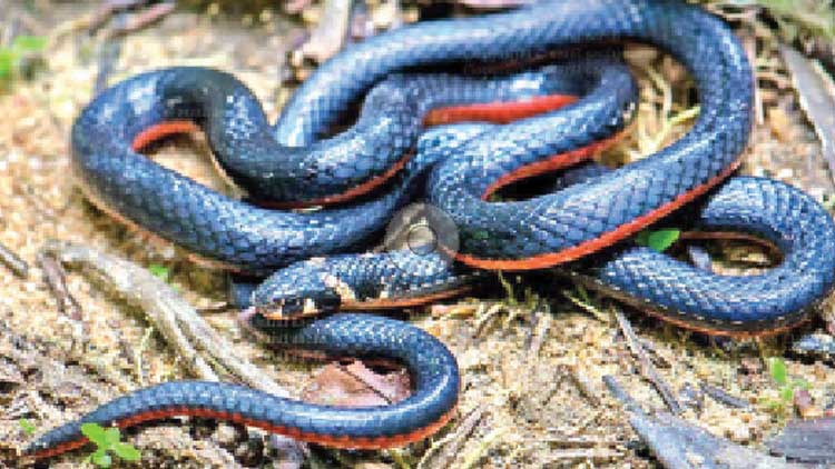ഉഗ്രവിഷമുള്ള പവിഴപ്പാമ്പിനെ മയ്യിലിൽ കണ്ടെത്തി