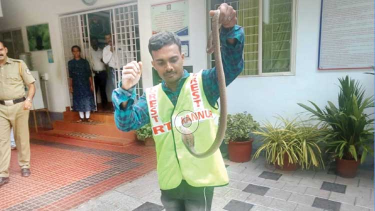 ചക്കരക്കല്ല്​ പൊലീസ് സ്​റ്റേഷനിൽനിന്ന്​ മൂർഖൻ പാമ്പിനെ പിടികൂടി