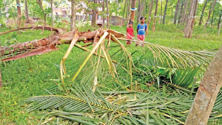 കൊക്കോട് ജനവാസ കേന്ദ്രത്തില്‍ കാട്ടാനക്കൂട്ടം ഭീഷണിയാവുന്നു