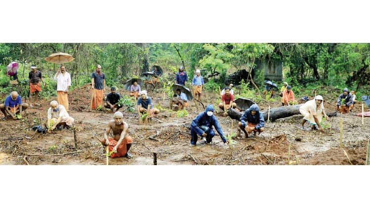 കാവുകളിൽ ജൈവ സംസ്കൃതി സമൃദ്ധമാക്കി ക്ഷേത്രസമിതി