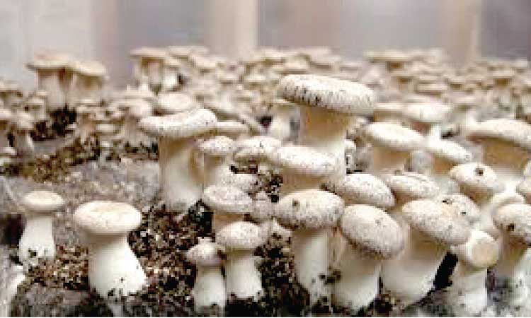 കൂ​ൺ സം​ര​ക്ഷ​ണ​ത്തി​ന്​ ബൃ​ഹ​ത്​ പ​ദ്ധ​തി