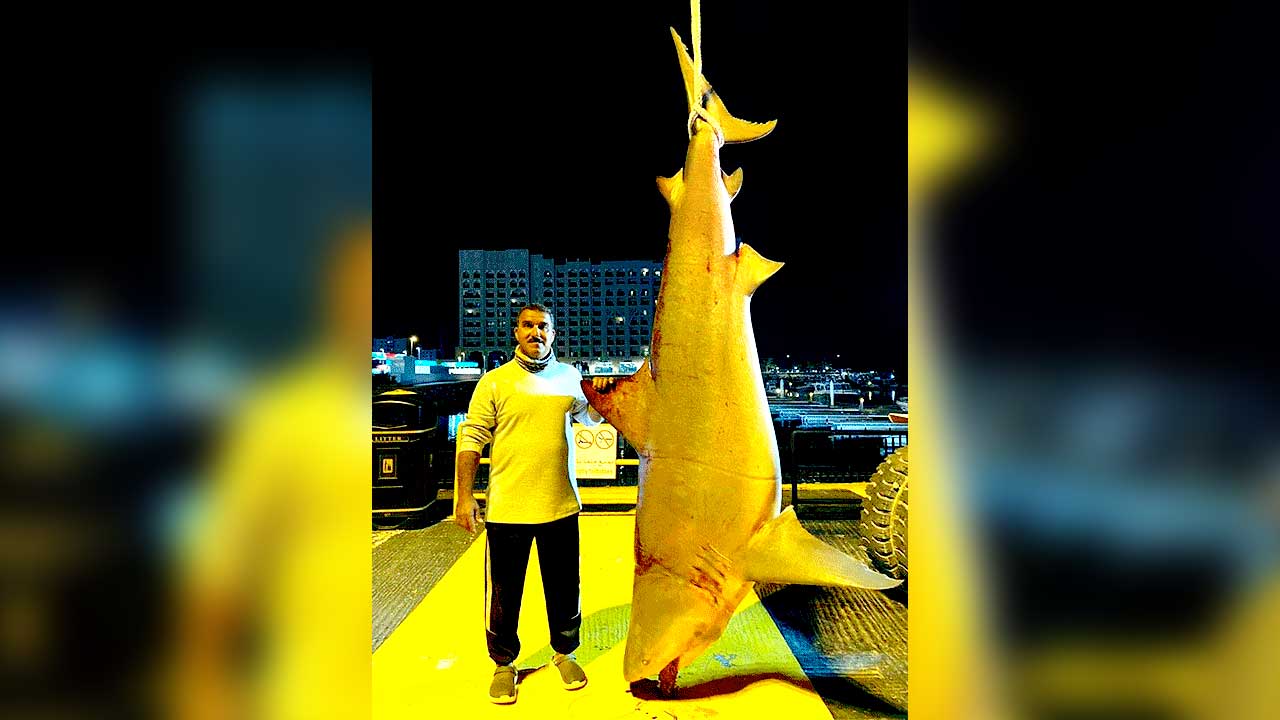 ഫുജൈറയില്‍ 400 കിലോ തൂക്കമുള്ള സ്രാവിനെ പിടിച്ചു