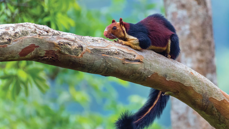 കൗഷിക്കി​െൻറ കാമറയുടെ മാന്ത്രികകാഴ്ചകൾ