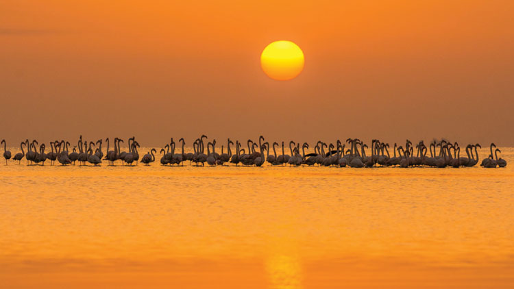 കൗഷിക്കി​െൻറ കാമറയുടെ മാന്ത്രികകാഴ്ചകൾ
