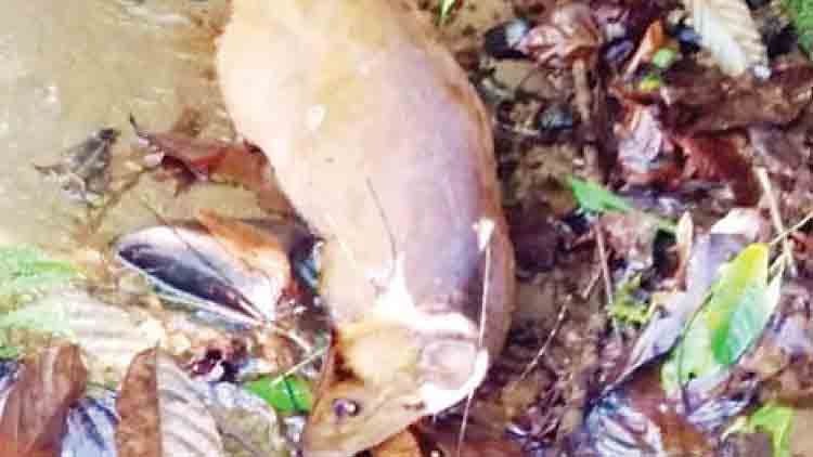 തെരുവുനായ്ക്കൾ കേഴമാനിനെ കൊന്നു