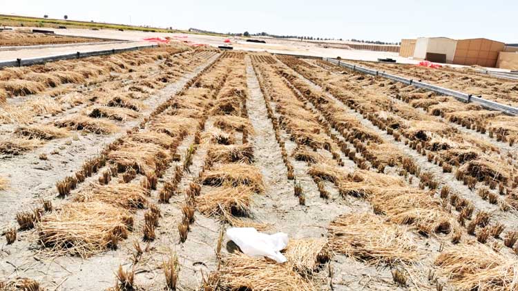 അൽ ഖുദ്റ പാടശേഖരത്ത് നൂറ് മേനി; കൊയ്ത്ത് തുടങ്ങി