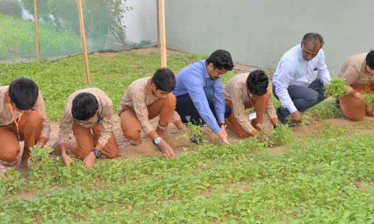 ഗ​ൾ​ഫ് ഏ​ഷ്യ​ൻ ഇം​ഗ്ലീ​ഷ്  സ്കൂ​ളി​ൽ ശൈ​ത്യ കാ​ല  കൃ​ഷി​ക്ക് നൂ​റു മേ​നി വി​ള​വ്