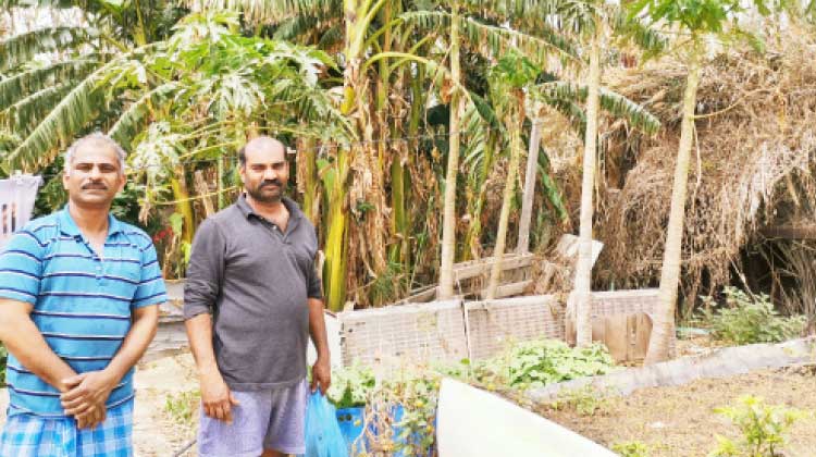 സമ്പത്തുകാലത്ത് െവച്ച തൈകളാൽ കോവിഡ് കാലത്ത് സുഭിക്ഷത മരുഭൂമിയിൽ നൂറുമേനി പച്ചക്കറി വിളവുമായി പ്രവാസികൾ സമ്പത്തുകാലത്ത് െവച്ച തൈകളാൽ കോവിഡ് കാലത്ത് സുഭിക്ഷത മരുഭൂമിയിൽ നൂറുമേനി പച്ചക്കറി വിളവുമായി പ്രവാസികൾ