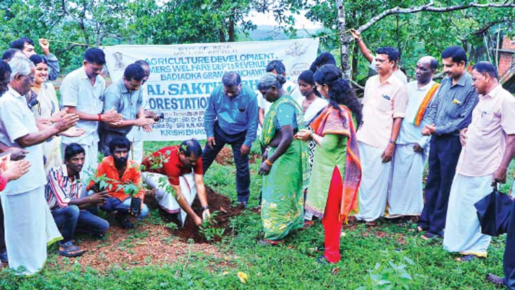 പു​ല്ലാ​ഞ്ഞി​വ​ള്ളി​ക​ള്‍ ഇ​നി പാ​ഴ്‌​ചെ​ടി​ക​ള​ല്ല; ഗോ​ത്ര​വ​ര്‍ഗ​ത്തി​െ​ൻ​റ ജീ​വ​ദാ​യി​നി