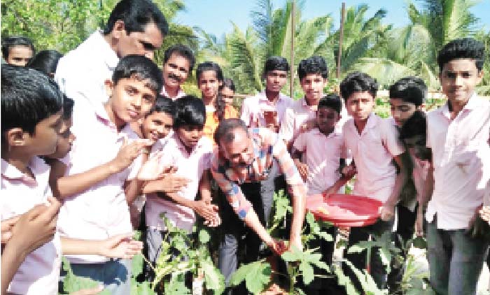 പച്ചക്കറി കൃഷിയിൽ നൂറുമേനി
