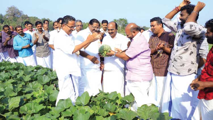 ഉ​ത്സ​വമായി എ​രി​ക്കു​ളം വ​യ​ലി​ല്‍ വി​ള​വെ​ടു​പ്പ്