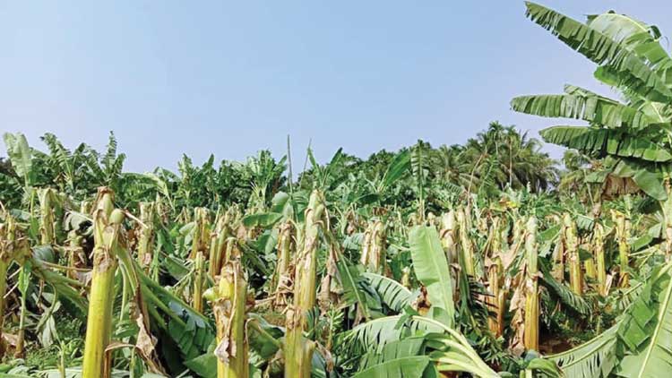 വേനല്‍മഴയും കാറ്റും; പതിനായിരത്തോളം വാഴകൾ നശിച്ചു