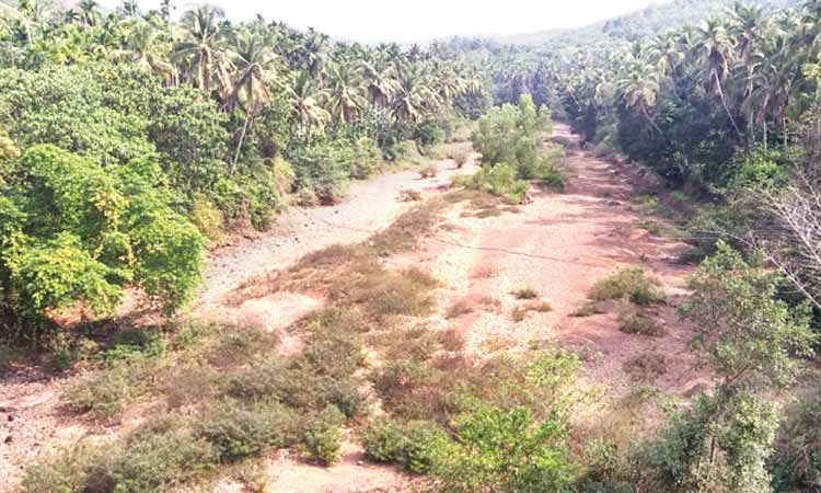 ഏൽക്കാന പുഴയും വറ്റിവരണ്ടു; കരിഞ്ഞുണങ്ങി കൃഷിയിടങ്ങൾ