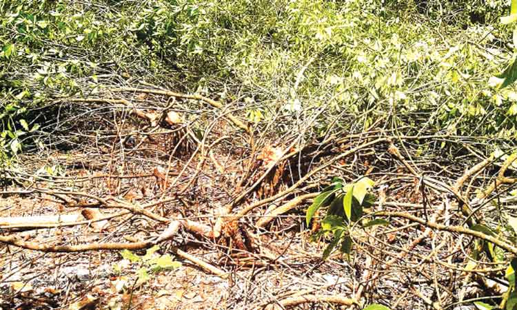 ഇടയി​െലക്കാട്ട് കണ്ടൽക്കാട് വെട്ടിനശിപ്പിച്ചു