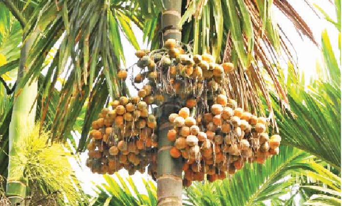 കമുകിൽ കയറാൻ ആളില്ല; കർഷകർ ദുരിതത്തിൽ