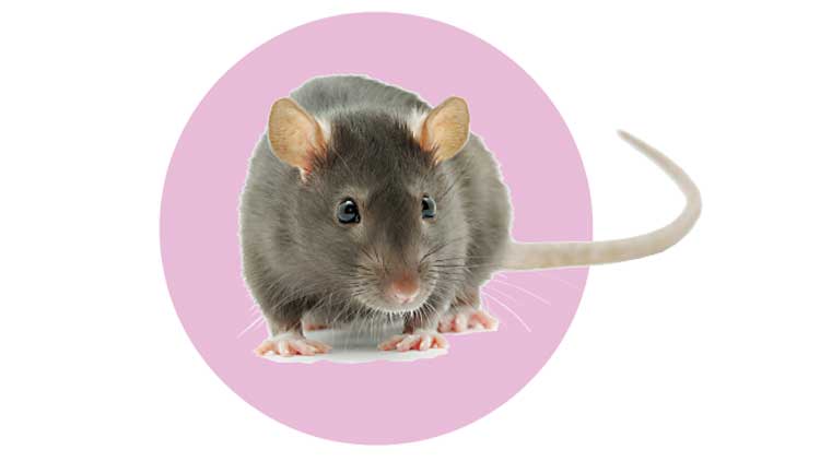 ബ​ളാ​ലി​ൽ എ​ലി​പ്പ​നി പടരുന്നു