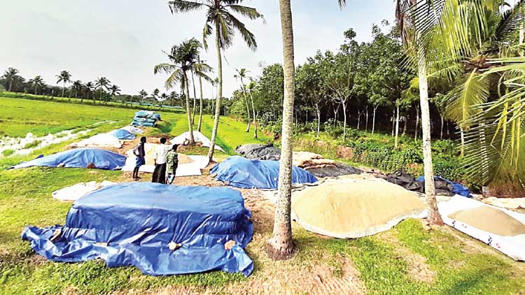 കൊ​യ്തിട്ട്​ ഒരുമാസം;  നെ​ല്ല് സം​ഭ​രി​ക്കാ​നാ​ളില്ല  പാ​ട​ത്ത്  കി​ട​ന്നു ന​ശി​ക്കു​ന്നു