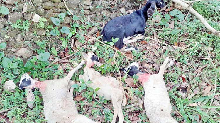 തെരുവുനായ്​ക്കൾ ആടുകളെ കടിച്ചുകൊന്നു