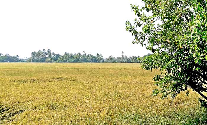 പ​ച്ച​പ്പ് വീണ്ടെടുത്തത്​ 3200 ഏക്കർ;  ഇനി തരിശുരഹിത കോട്ടയം സർവേ