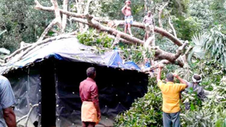 മരങ്ങള്‍ കടപുഴകി വീണു; ആദിവാസി കുടില്‍ നാമാവശേഷമായി