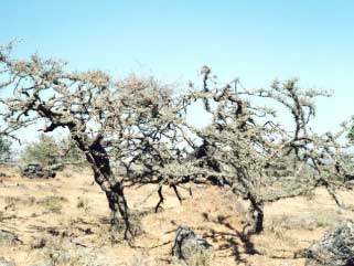 സ​ന്ദ​ർ​ശ​ക​രെ ആ​ക​ർ​ഷി​ച്ച്​ കു​ന്തി​രി​ക്ക കേ​ന്ദ്ര​ങ്ങ​ൾ