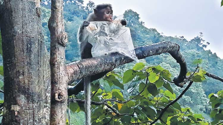 ചു​ര​ത്തി​ലെ മാ​ലി​ന്യ​ത്തി​നി​ര​യാ​യി വ​ന്യ​ജീ​വി​ക​ൾ