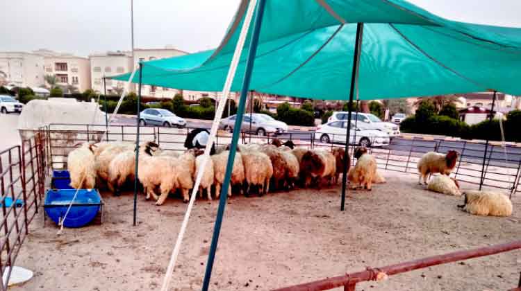 പെരുന്നാൾ:​ കർശന പരിശോധനയെന്ന്​ മുനിസിപ്പാലിറ്റി