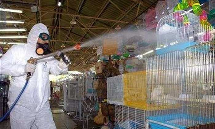 വി​പ​ണി​യി​ലെ പ​ക്ഷി​ക​ളി​ൽ  ഹാ​നി​ക​ര​മാ​യ വൈ​റ​സ്​ ഇ​ല്ല