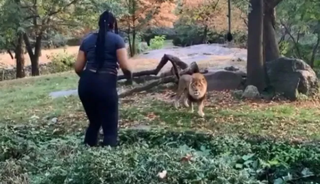 സിംഹത്തിനു മുന്നിൽ നൃത്തം ചെയ്ത്​ യുവതി; അമ്പരന്നത്​ സിംഹം