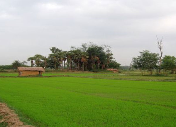 30 വര്‍ഷത്തിനിടെ ഇല്ലാതായത് ആറ് ലക്ഷം ഹെക്ടര്‍ നെല്‍വയല്‍