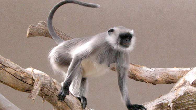 താജ്മഹലിൽ ട്രംപ് എത്തുമ്പോൾ സുരക്ഷയൊരുക്കുക കുരങ്ങന്മാരോ ?