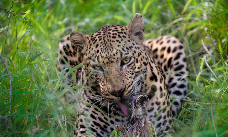 റബർ തോട്ടത്തിൽ ജോലിക്കിടെ പുലിയുടെ ആക്രമണം; യുവാവ്​ കൊല്ലപ്പെട്ടു