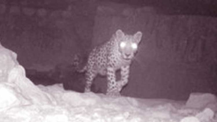 അപൂർവയിനം പുള്ളിപ്പുലി കാമറക്കണ്ണിൽ പതിഞ്ഞു