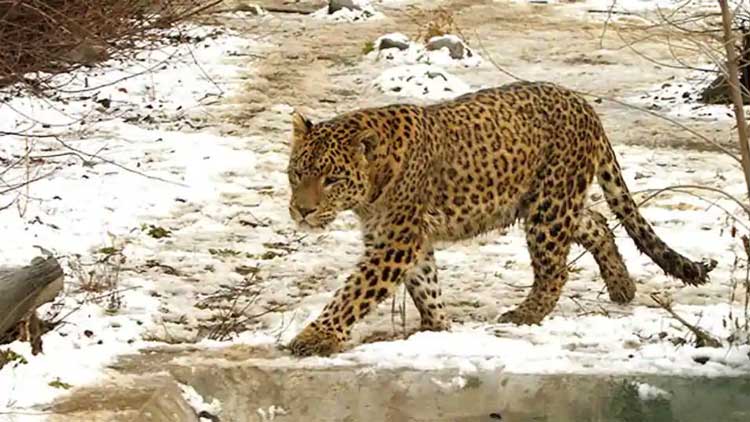 ഹെഡ്​ഫോണിൽ പാട്ട്​ കേൾക്കുകയായിരുന്ന എട്ടാം ക്ലാസുകാരിയെ പുലി ആക്രമിച്ച്​ കൊലപ്പെടുത്തി