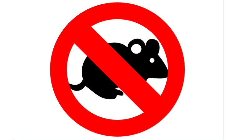 leptospirosi leptospirosi