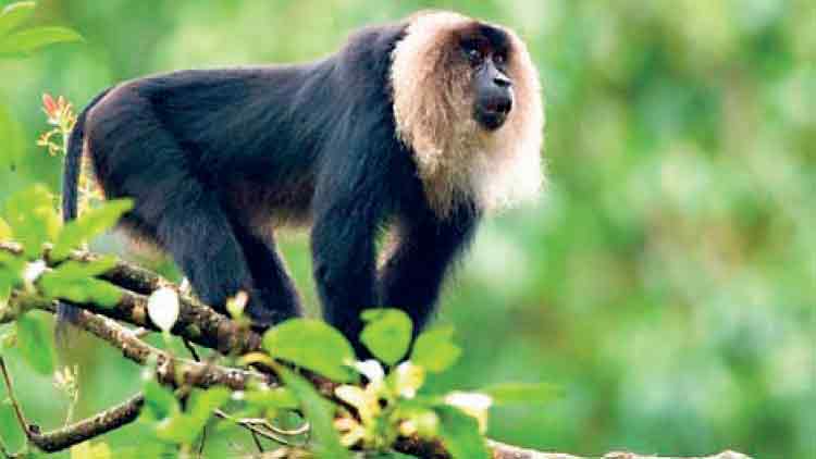 നാ​ടു​കാ​ണി ചുരത്തിൽ അൺലോക് കാഴ്ചകൾ; വിരുന്നെത്തി വന്യജീവികൾ