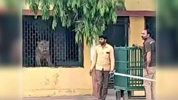 ഓടിക്കയറിയത് സ്കൂളിൽ; ലോക്ഡൗണിൽ ലോക്കായി സിംഹരാജൻ 