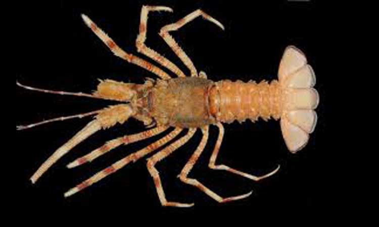 ഒ​മാ​നി​ൽ പു​തി​യ ഇ​നം കൊ​ഞ്ചി​നെ ക​ണ്ടെ​ത്തി