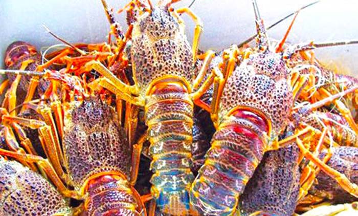 ഒ​മാ​നി​ൽ കൊ​ഞ്ച്​ സീ​സ​ണ്​ ഇ​ന്ന്​ തു​ട​ക്കം