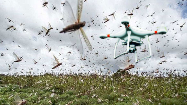 locust-drone