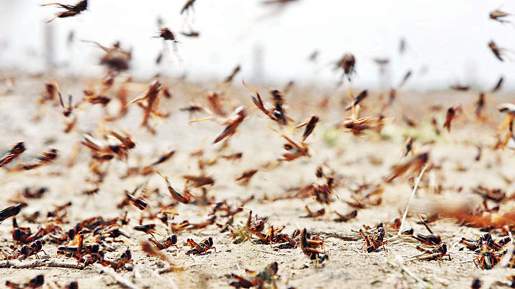 വെ​ട്ടു​കി​ളി ഭീ​ഷ​ണി​യി​ൽ അ​ബ്​​ദ​ലി​യി​ലെ​യും വ​ഫ്ര​യി​ലെ​യും ഫാ​മു​ക​ൾ