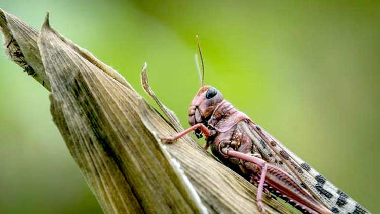 ഒ​മാ​നി​ൽ വെ​ട്ടു​കി​ളി ശ​ല്യം വ്യാ​പി​ക്കു​ന്നു