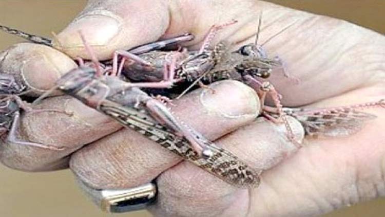 വെ​ട്ടു​കി​ളി ആ​ക്ര​മ​ണം; കീ​ട​നാ​ശി​നി ത​ളി​ച്ച്​ തു​ര​ത്താ​ൻ ശ്ര​മം