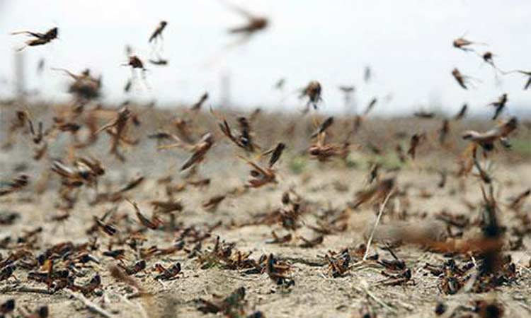 വെട്ടുകിളി കൃഷിനശിപ്പിച്ച സംഭവം: നഷ്​ടപരിഹാരം നൽകാൻ  കാർഷിക അതോറിറ്റി പഠനത്തിൽ