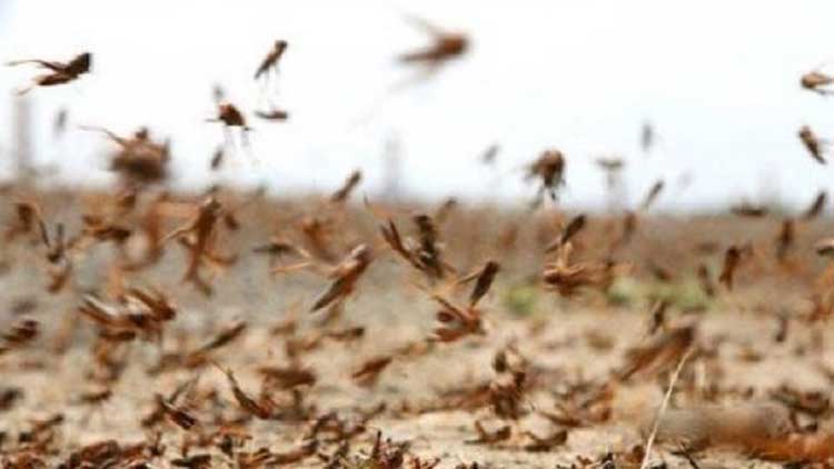 ഫാ​മു​ക​ളി​ൽ നാ​ശം വി​ത​ച്ച്​ വെ​ട്ടു​കി​ളി​ക്കൂ​ട്ടം